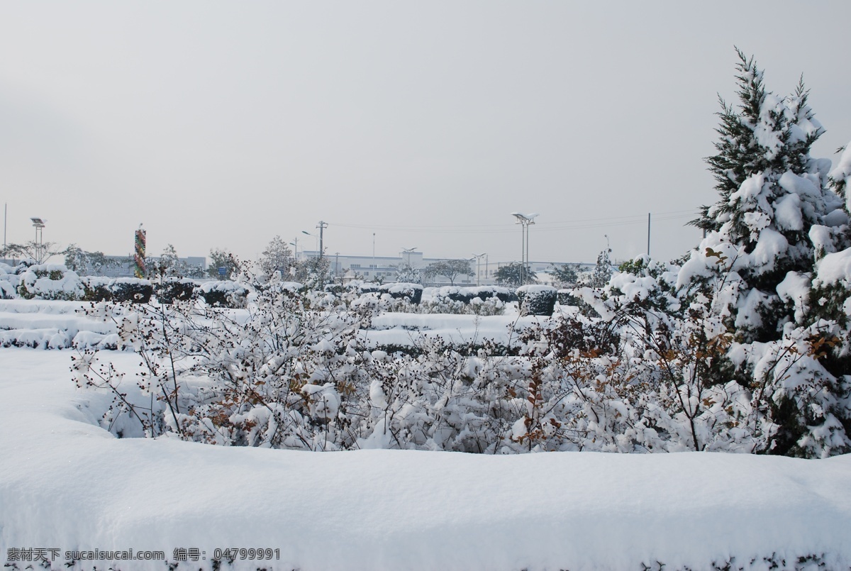 雪景 银装素裹 大树 雪 裹 严严实实 风景 生活 旅游餐饮