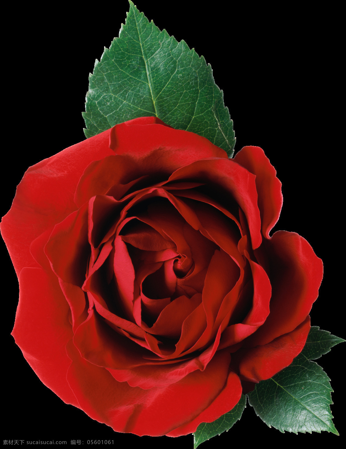 朵 红玫瑰 免 抠 透明 图 层 红玫瑰背景 血红玫瑰 9红玫瑰 玫瑰花语 红玫瑰素材 爱情素材 情人节素材 情人节元素 浪漫元素 爱情元素 红玫瑰图片
