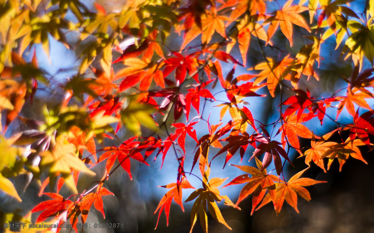 唯美 秋季 枫叶 高清 秋天 树叶 树枝 叶子 树木