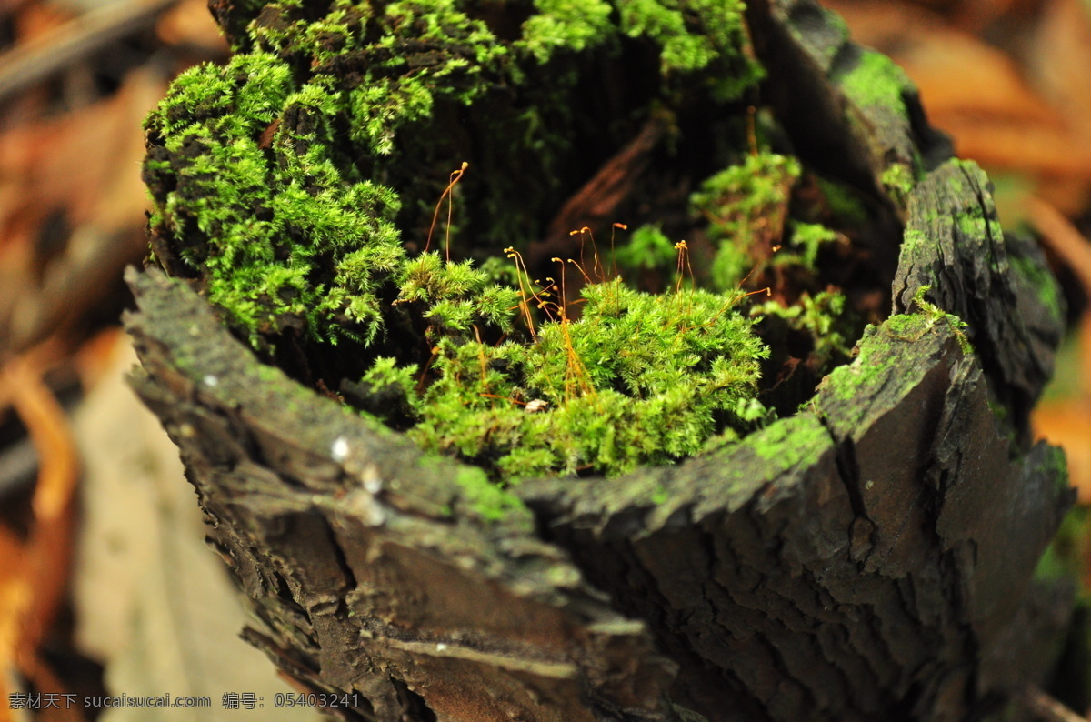 绿色苔藓 苔藓 绿色 苍翠 枯树 生机 生物世界 花草 黑色