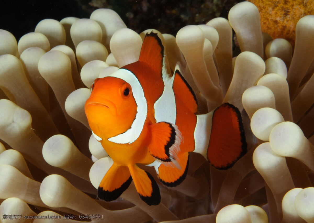 小丑鱼 海洋 海底世界 美丽 水母 梦幻 生物世界 海洋生物