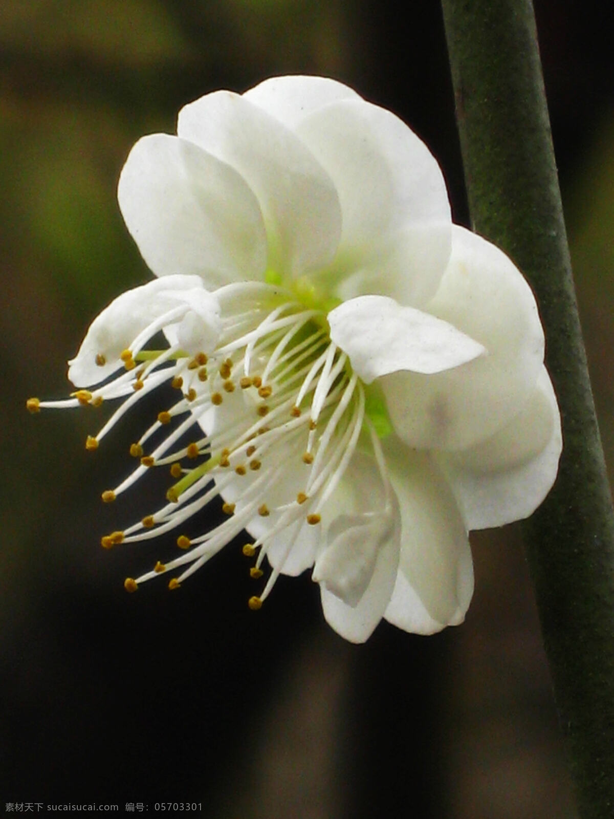 白梅 春季 春暖花开 春天 淡雅 花草 花蕊 梅花 清香 洁白 无瑕 素洁 枝头 生物世界