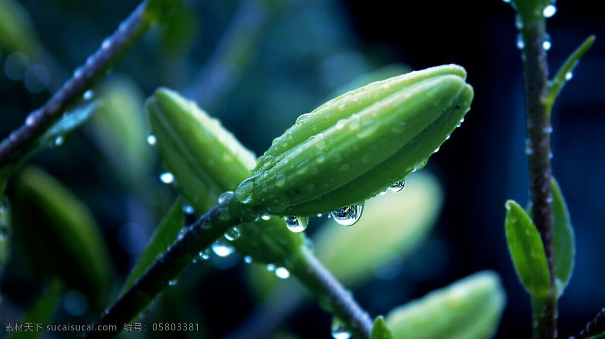 新芽 绿色 春天 水珠 高清 背景 雨 近景 静物 生物世界 树木树叶