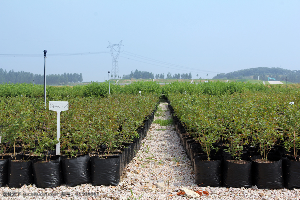 蓝莓果 蓝莓 蓝莓树 蓝莓苗 蓝莓果实 蓝莓园 生物世界 花草