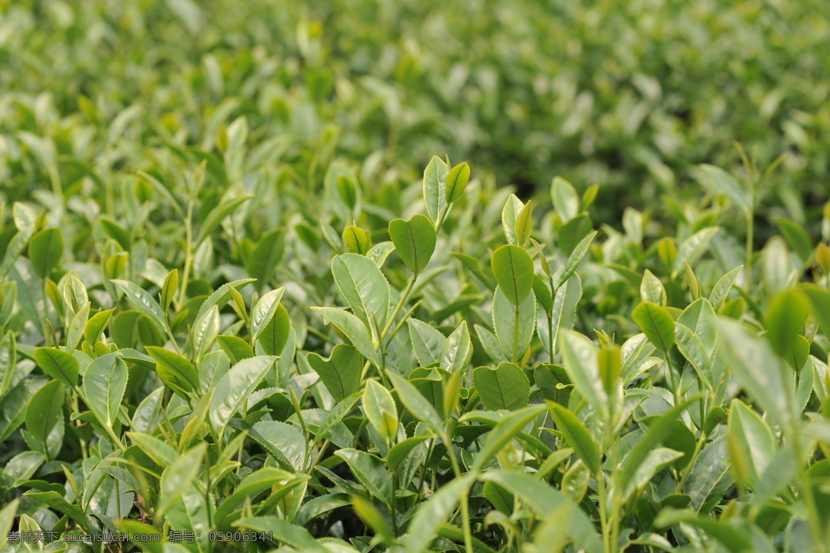 乌龙茶叶 乌龙茶 茶叶 茶 绿色 茶苗 树木树叶 生物世界