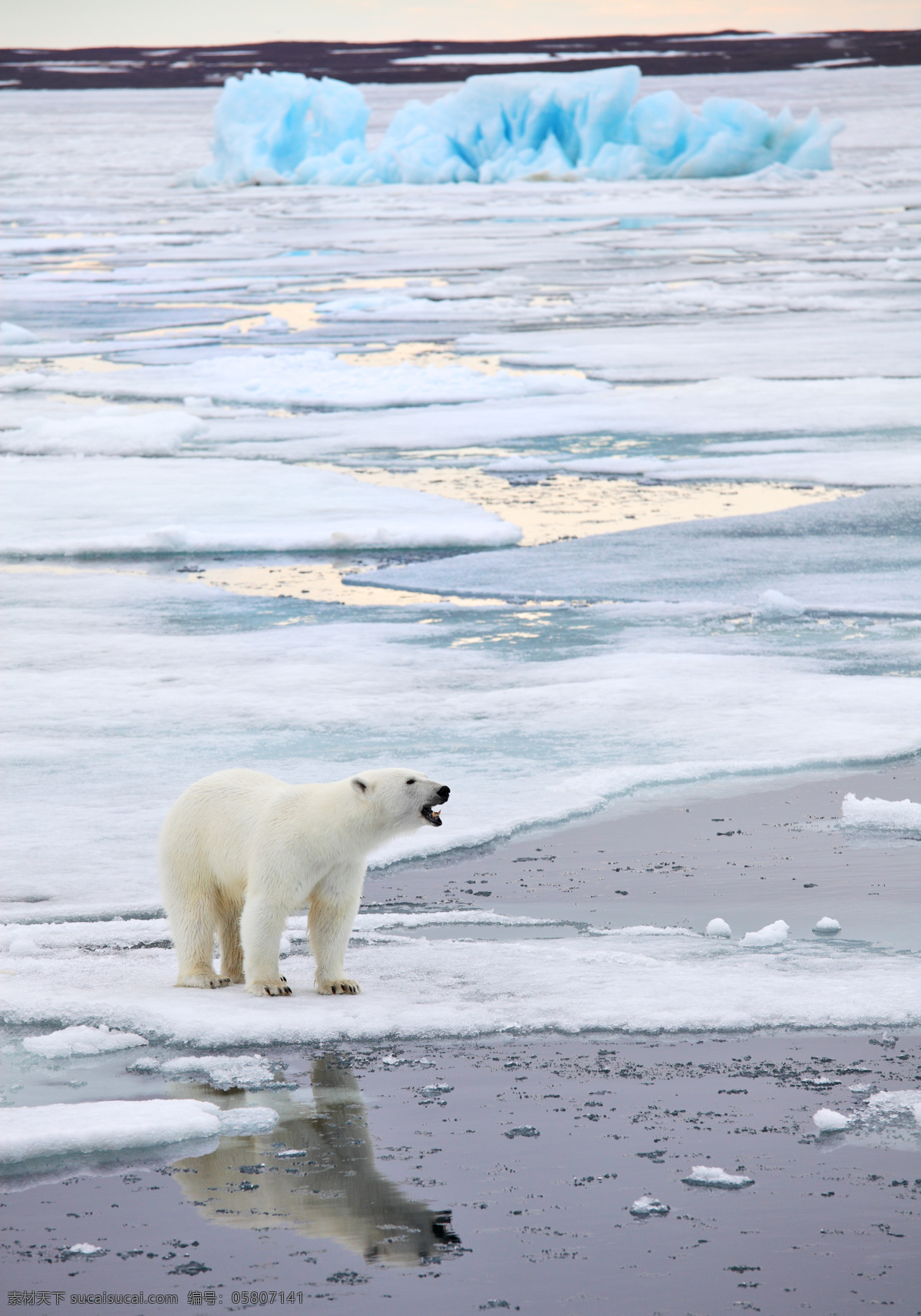 冰河 里 北极熊 熊 动物 野生动物 动物世界 陆地动物 动物摄影 生物世界