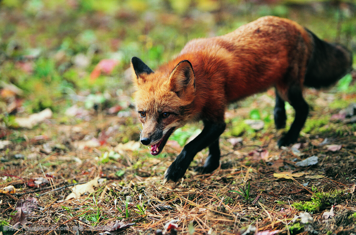 行走 狐狸 动物 野生动物 野地 陆地动物 生物世界