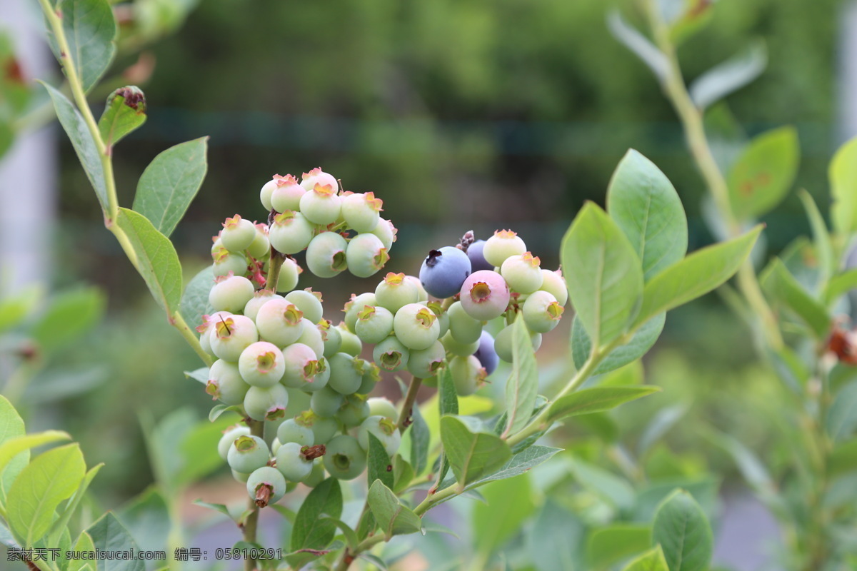 蓝莓 水果 新鲜蓝莓 高清拍摄 外拍蓝莓 棚拍水果 食品 鲜果 蓝莓果园 拍摄 生物世界