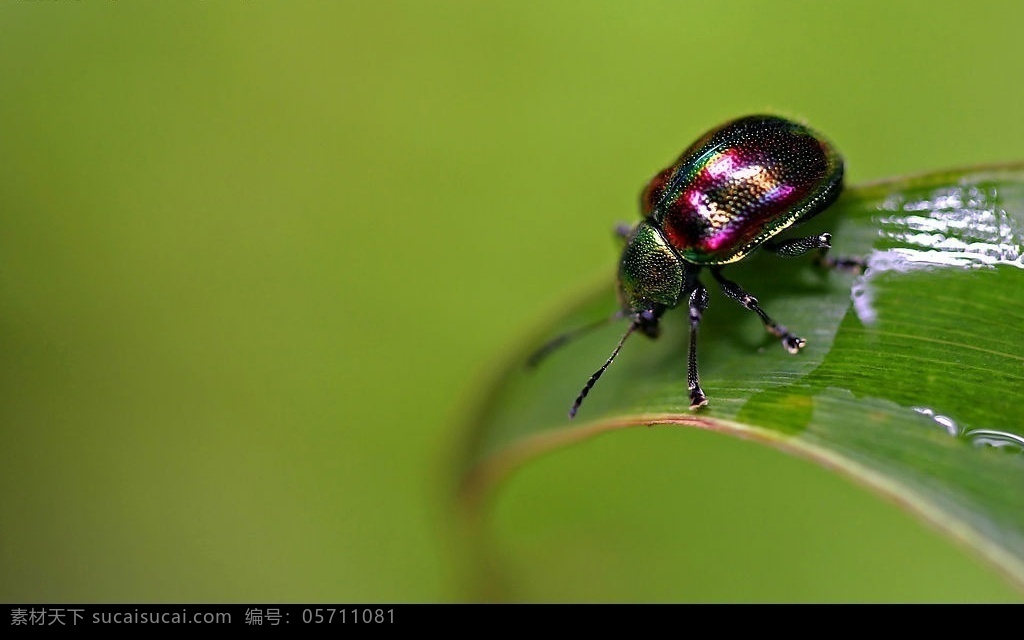 甲虫 七彩甲虫 昆虫 瓢虫 生物世界 摄影图库
