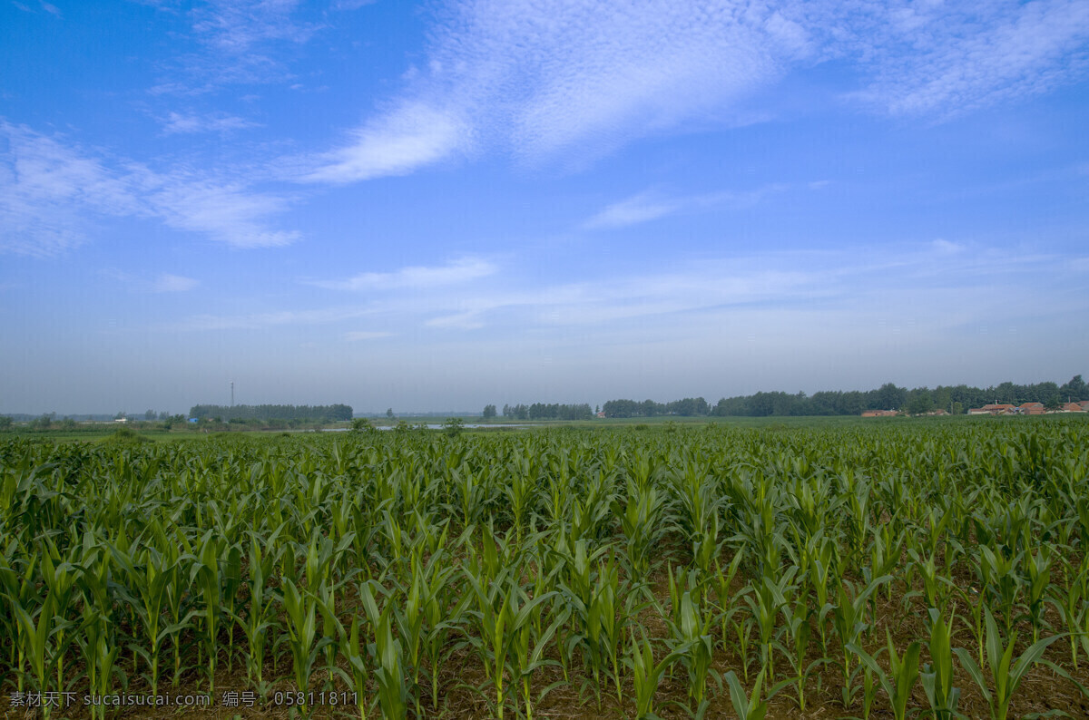 玉米田 玉米地 玉米 蓝天 种植玉米 自然景观 田园风光