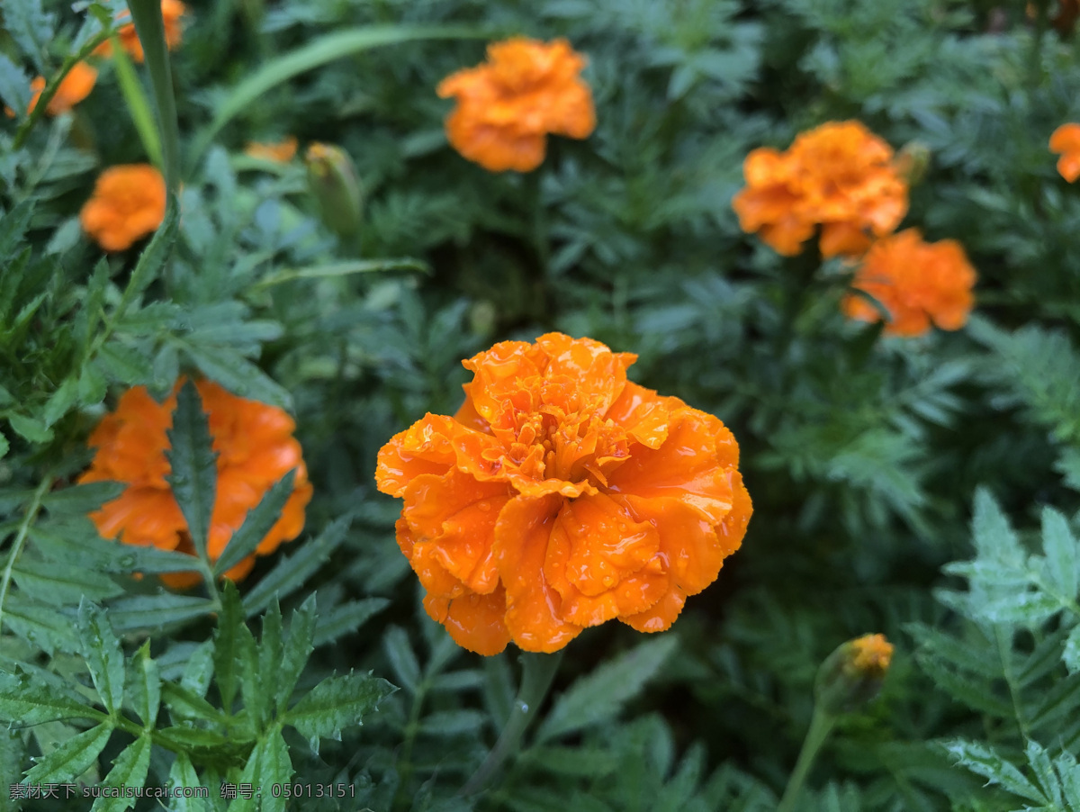 花丛 花 橙色 绿色 花草 菊花 清新 花蕾 万寿菊花丛 生物世界