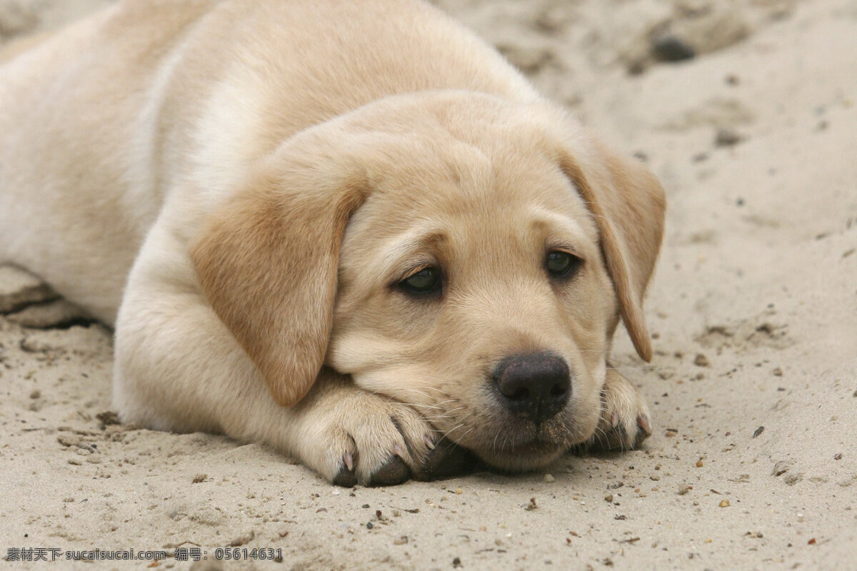 趴在 沙地 上 小狗 趴着 休息 哀怨 生病 无力 困 睡觉 狗 宠物狗 高清摄影 可爱的小狗 小狗狗 高清小狗 狗狗图片 生物世界