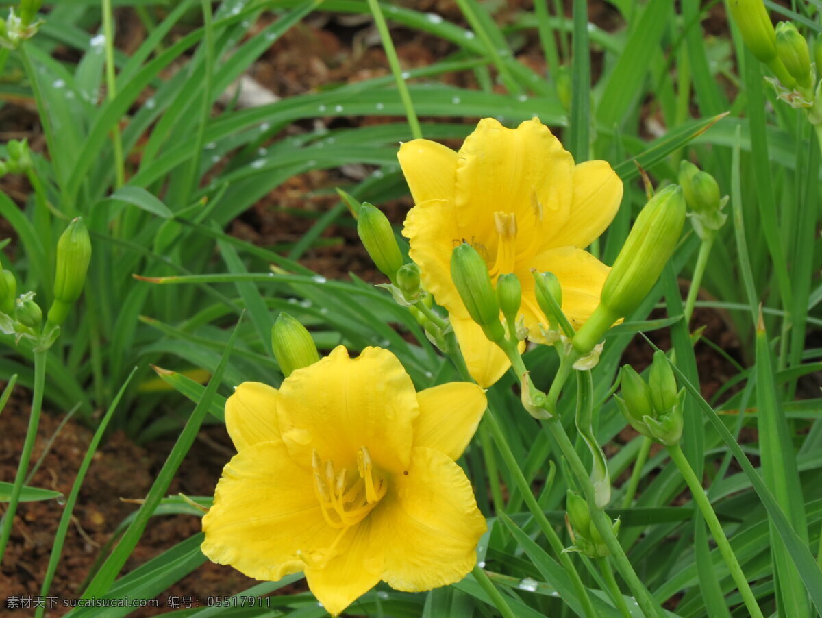 黄花萱草 绿叶 黄花 喇叭型 花芯 花蕾 春天的气息 生物世界 花草