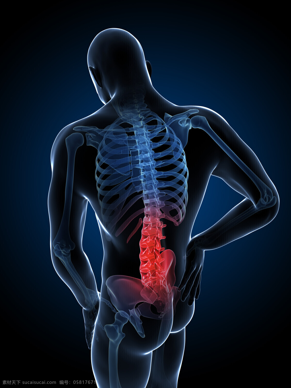坐骨 关节痛 坐骨关节 髋关节 人体器官 人体器官组织 人体医学 医疗护理 现代科技