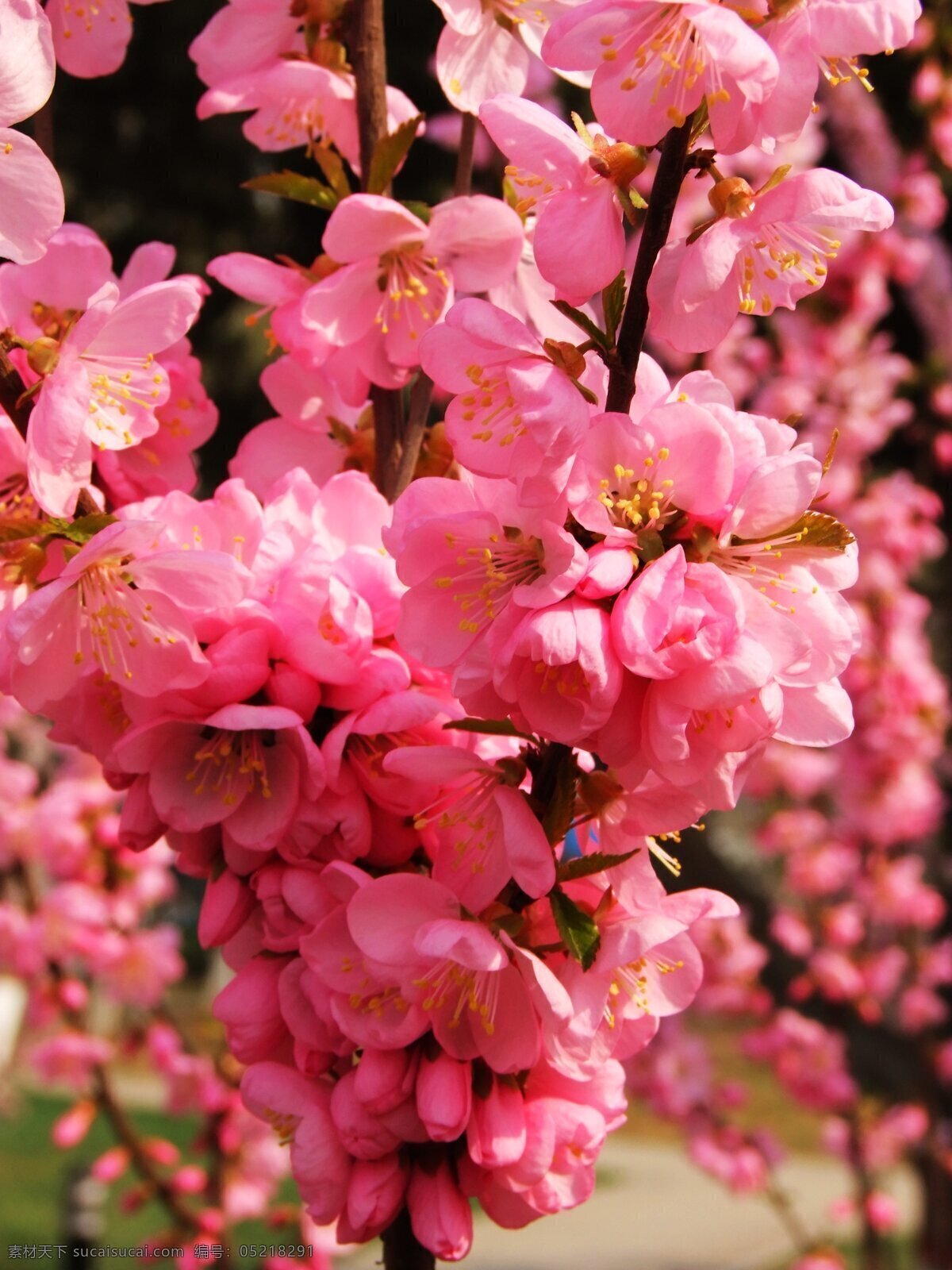 桃花 春色 春天 粉色桃花 花草 花朵 生物世界 盛开 psd源文件