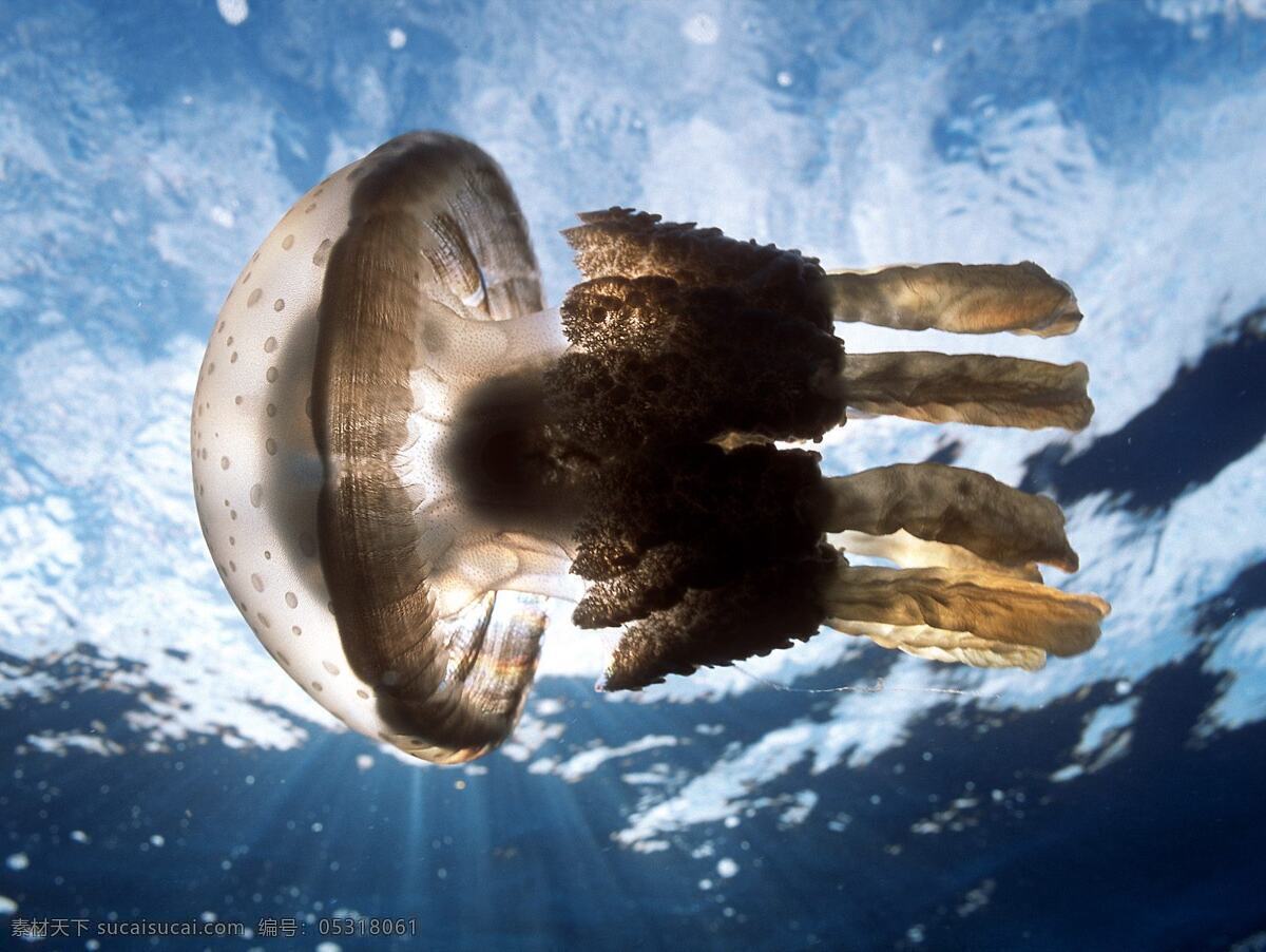 深海水母 水母