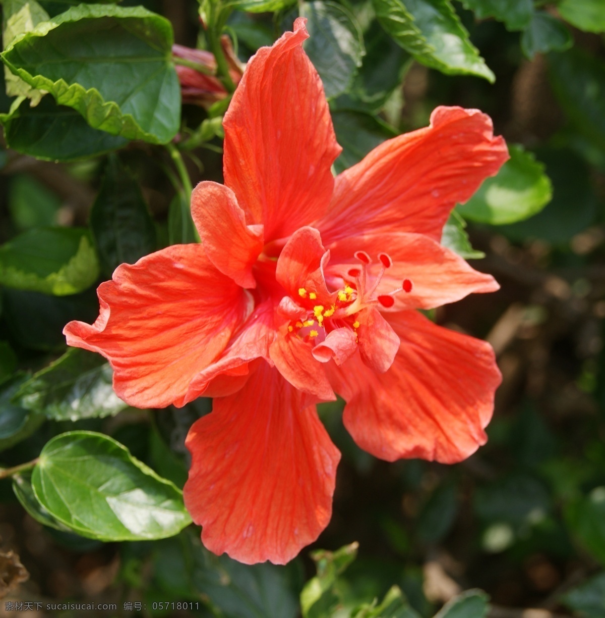 扶 桑花 春季 春天 红色 花草 生物世界 树枝 鲜花 扶桑花 红色鲜花 孤芳自赏 花卉摄影作品 psd源文件