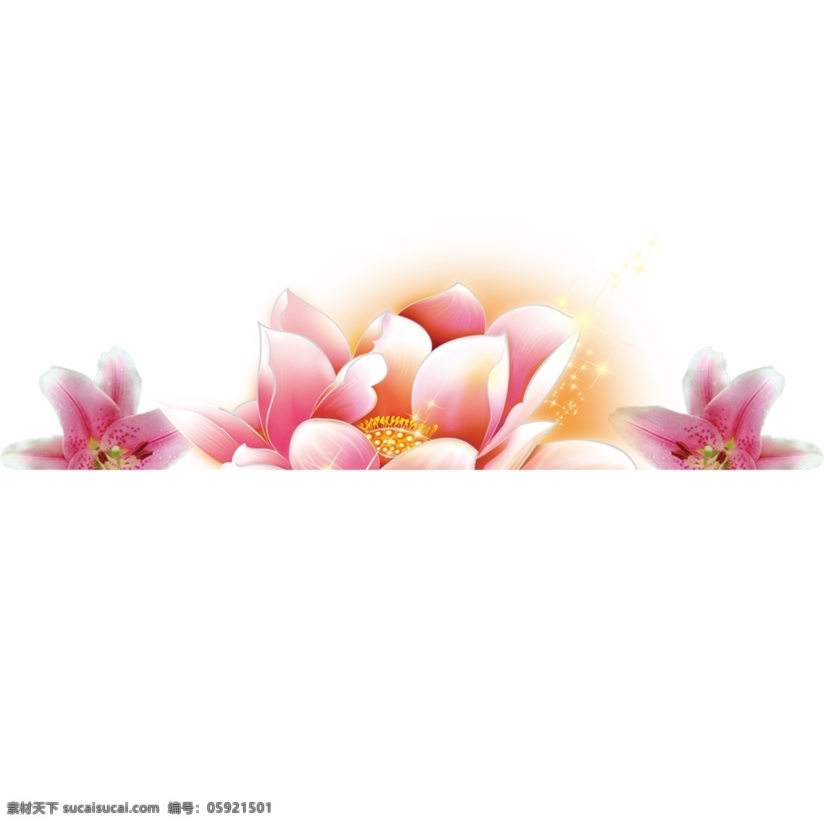 浪漫 彩色 鲜花 白色 一朵花