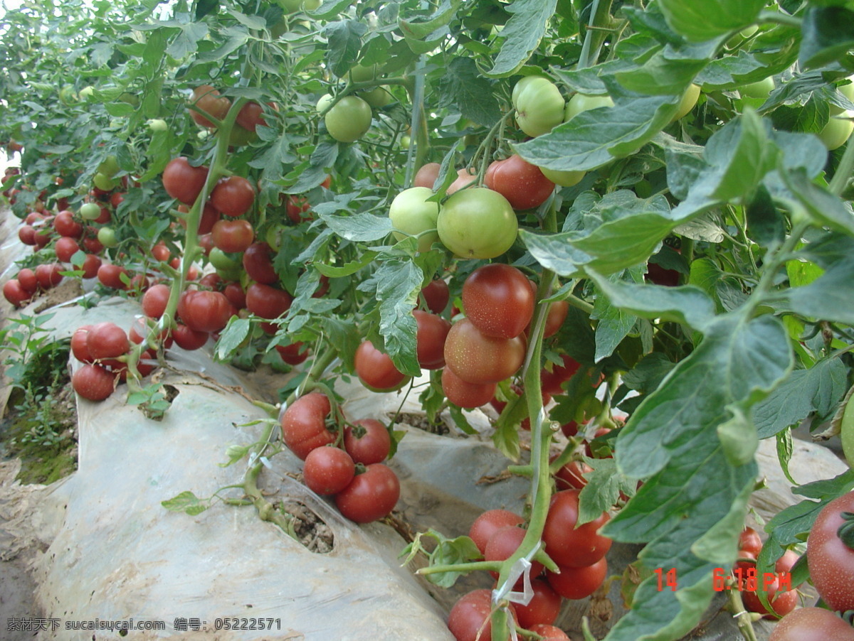 西红柿 番茄 西红柿地 蔬菜 生物世界