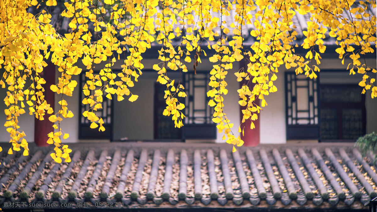 黄色 叶子 树叶 银杏 房子 房屋 房顶 屋檐 房檐 近景 特写 高清 黄色银杏叶子 旅游摄影 人文景观