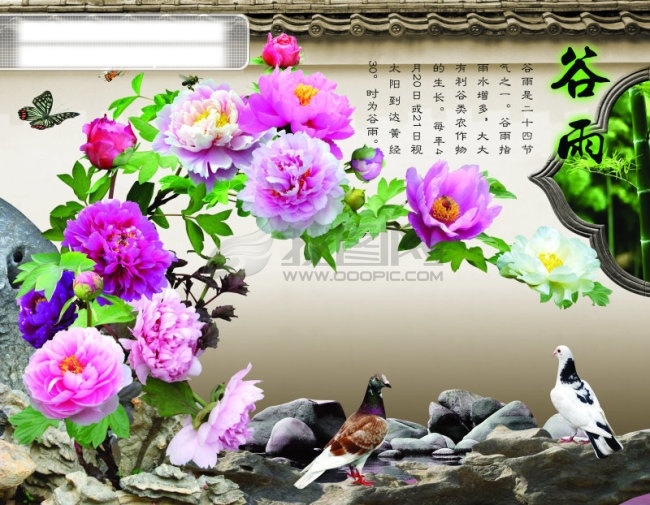 谷雨 花鸟 桌面 背景图片 鸽子 蝴蝶 牡丹 设计图库 围墙 卡通 动漫 可爱