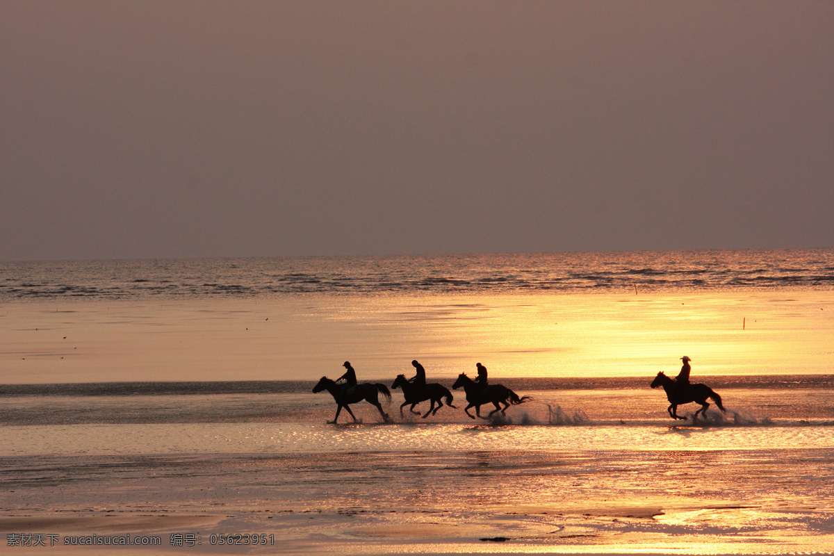 策马扬鞭 沙滩 夕阳 奔马 自然风景 自然景观