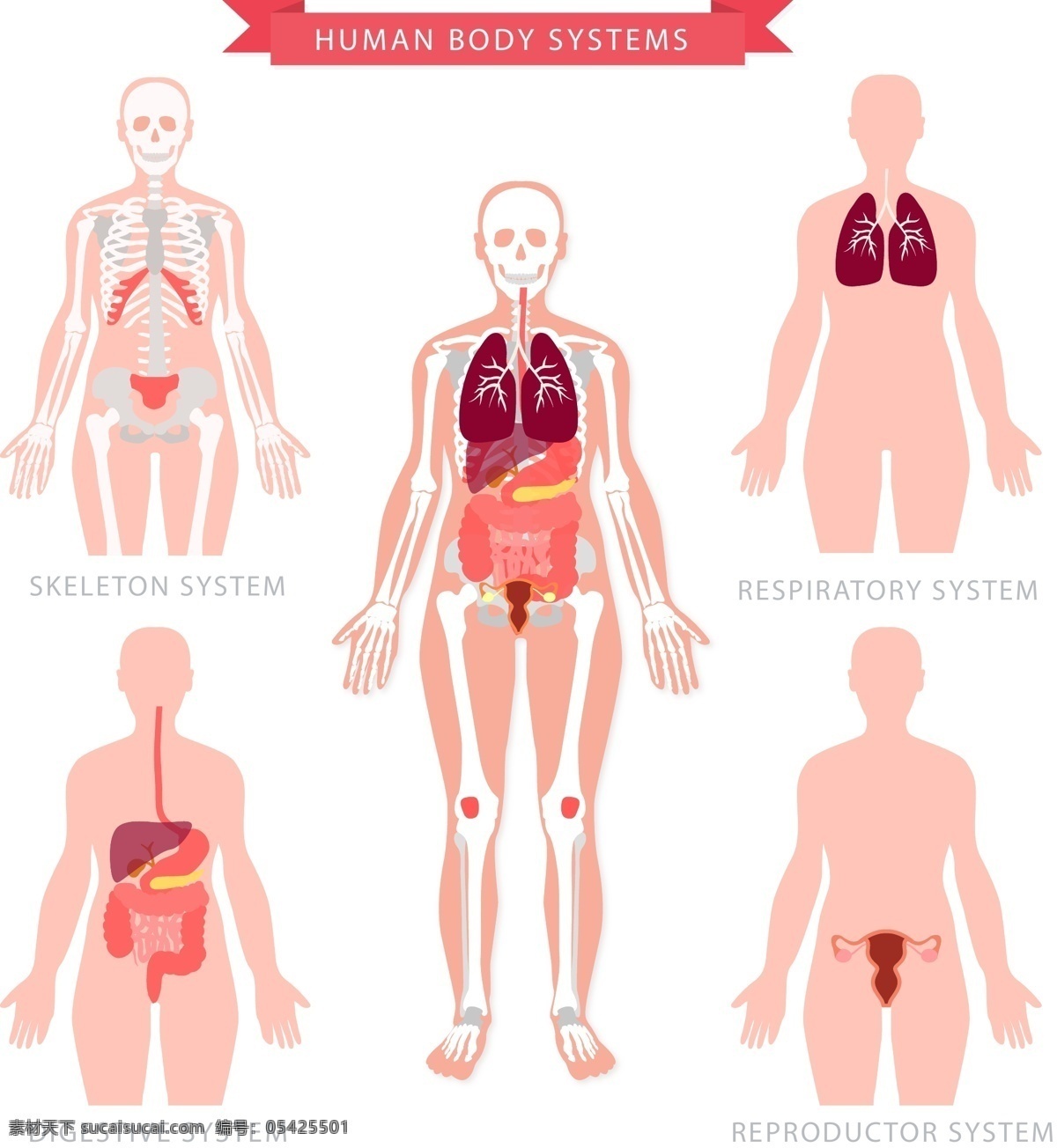 创意 人体 五大 系统 矢量 运动系统 呼吸系统 消化系统 泌尿系统 人体系统 骨骼 心脏 肺部 膀胱 肌肉 肠胃 现代科技 医疗护理