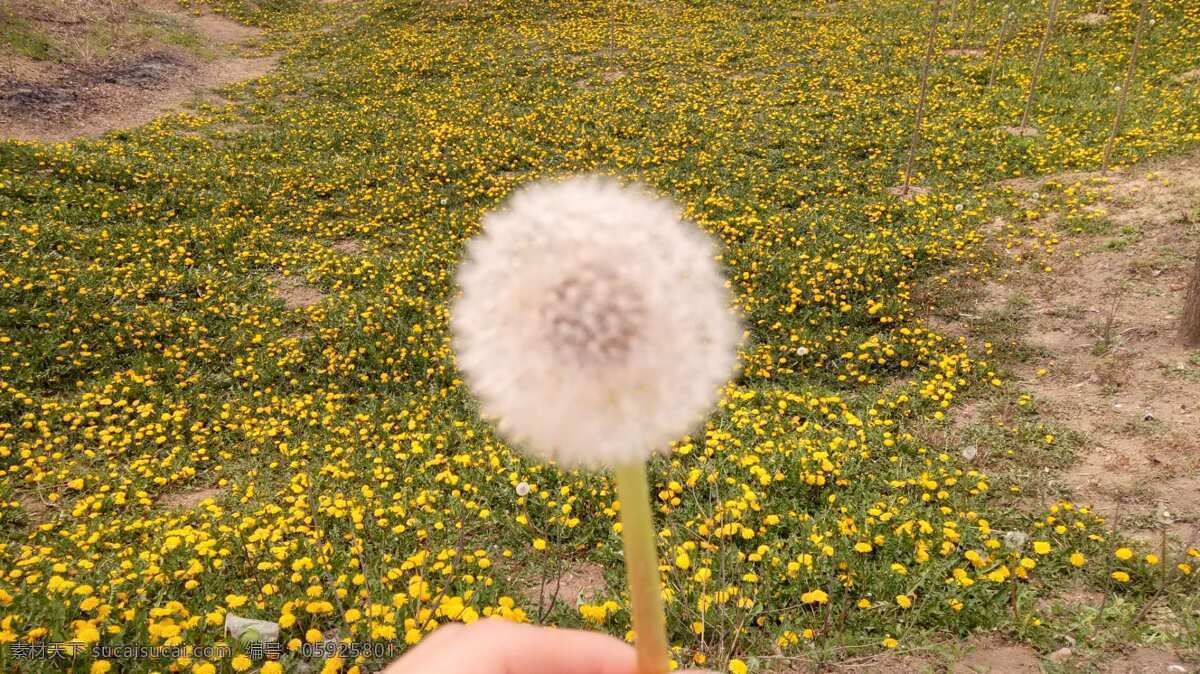 蒲公英 自然景色 田园风光 茶 花茶 景观 风景 自然景观