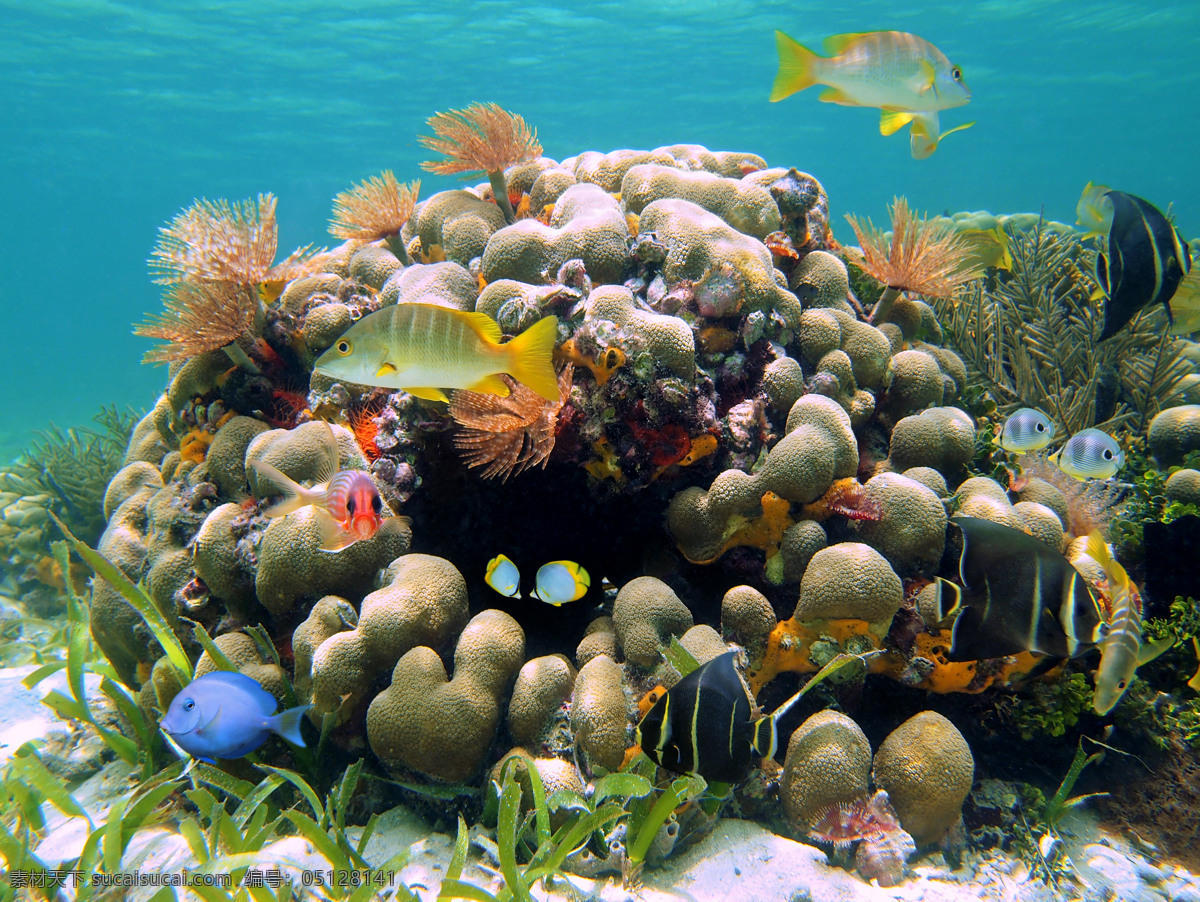 鱼 海藻 海底世界 海底生物 鱼类 珊瑚 海洋生物 水生动物 大海图片 风景图片