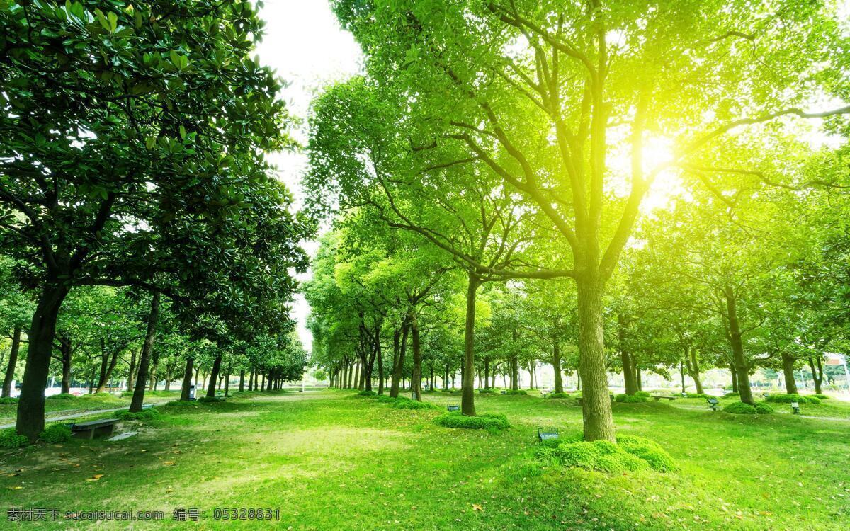 绿色 树林 草地 风景 护眼 花卉 清新 阳光 生物世界 树木树叶