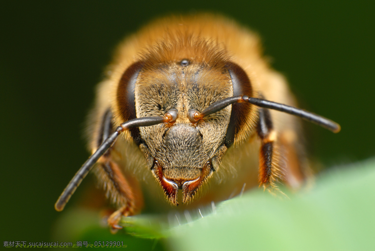 蜜蜂 昆虫 生物世界 黄色