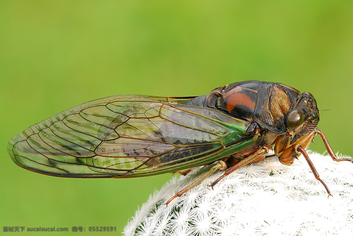 昆虫 寫 真 攝影 生物 生物世界 照片 昆虫寫真 動物 飛行 昆虫類 寫真