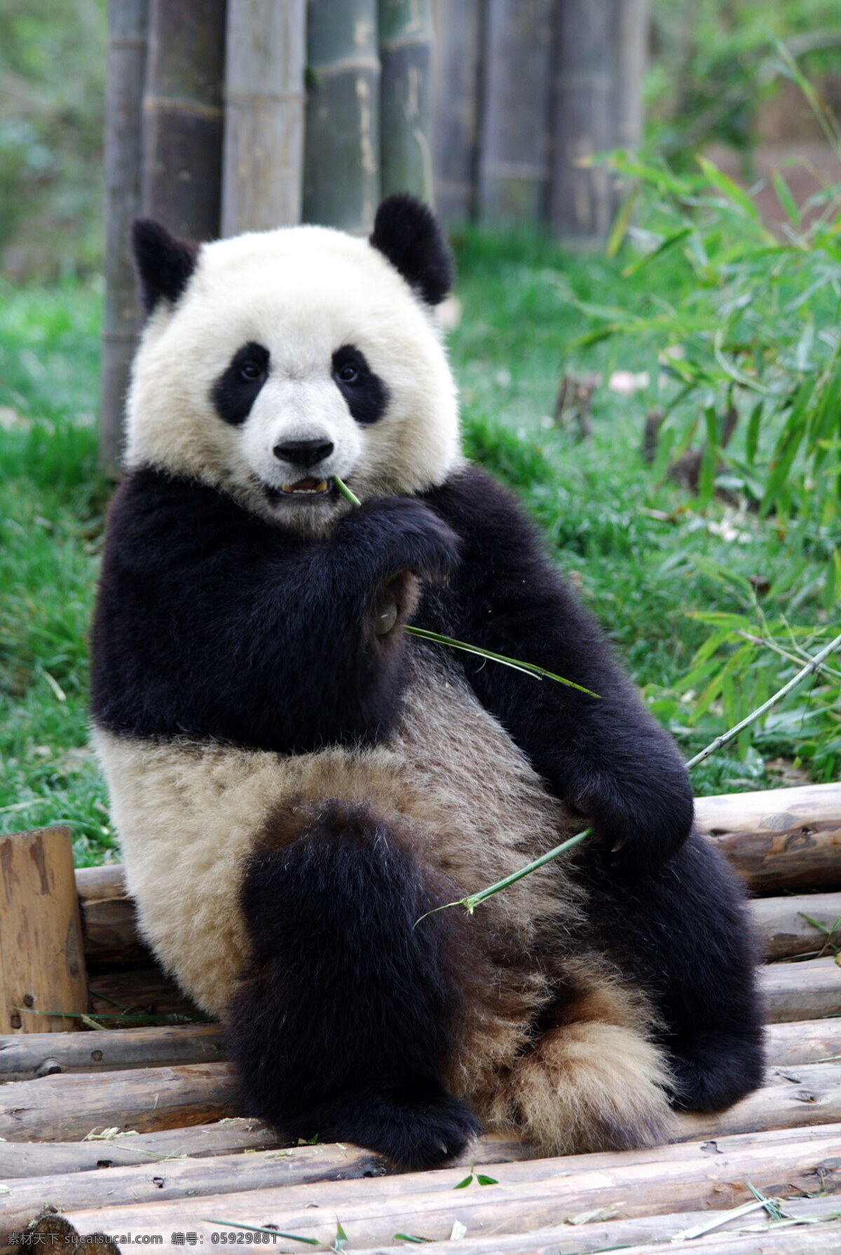 大熊猫 可爱 熊猫 国宝 动物 野生动物 生物世界
