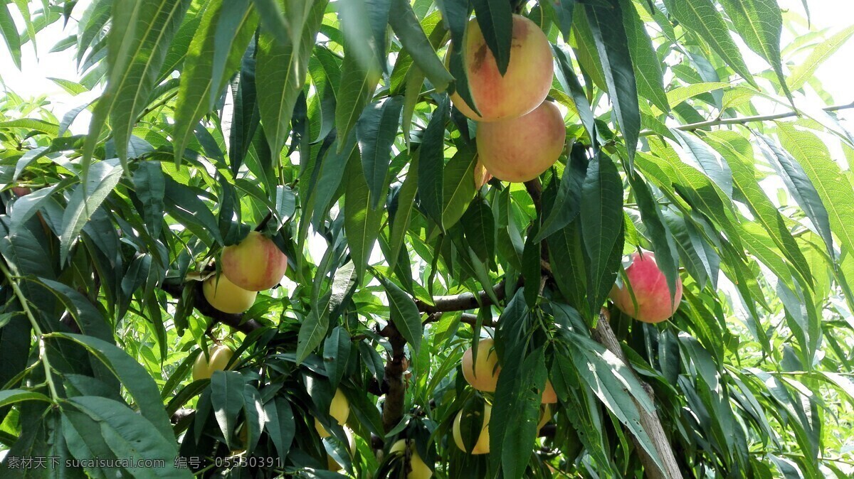 桃园水蜜桃 水蜜桃 桃子 红桃子 好吃的桃子 桃园 自然景观 山水风景