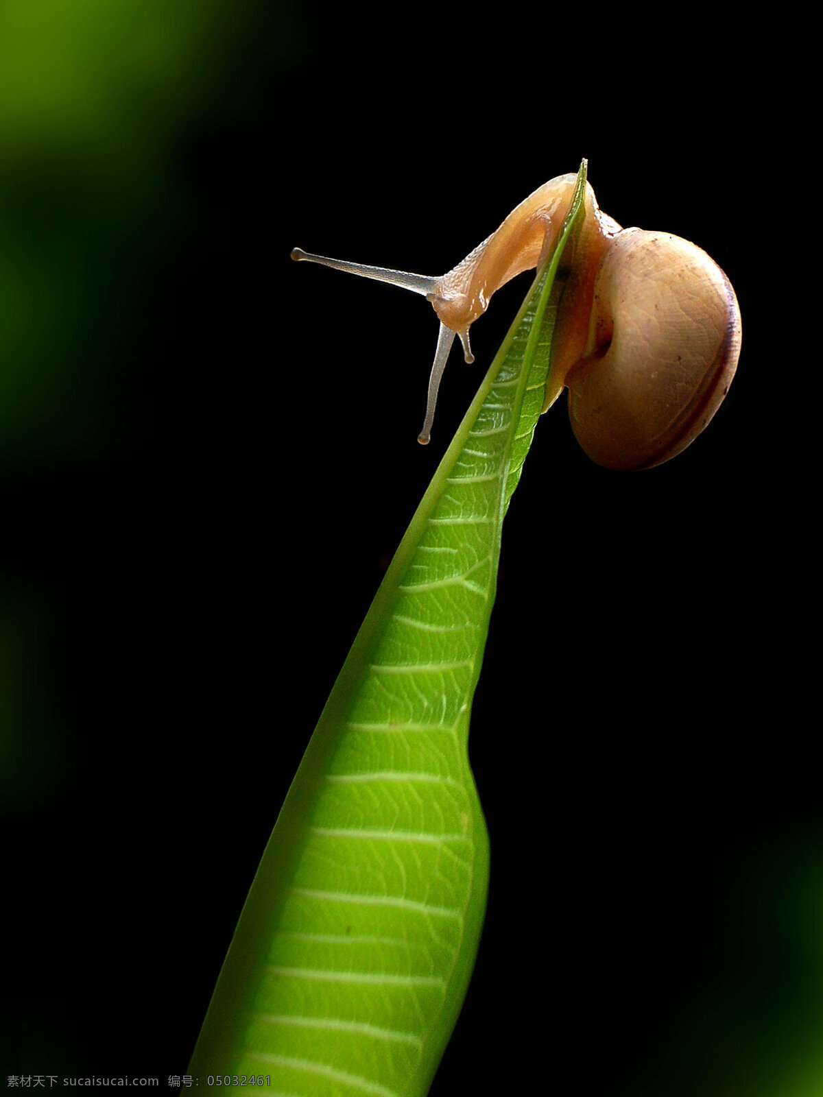 微 距 特辑 昆虫 生物世界 蜗牛 微距特辑
