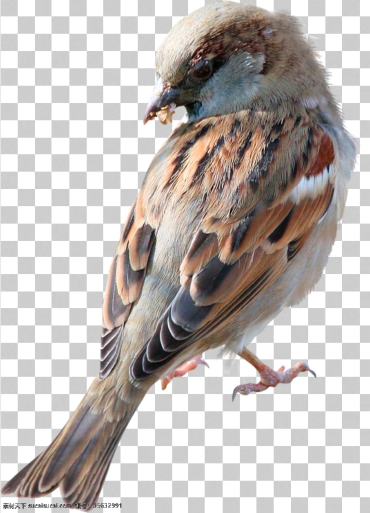麻雀图片 麻雀 飞鸟 小鸟 鸟 动物 动物世界 生物世界 透明底 免抠图 分层图 分层 动物透明底 鸟类