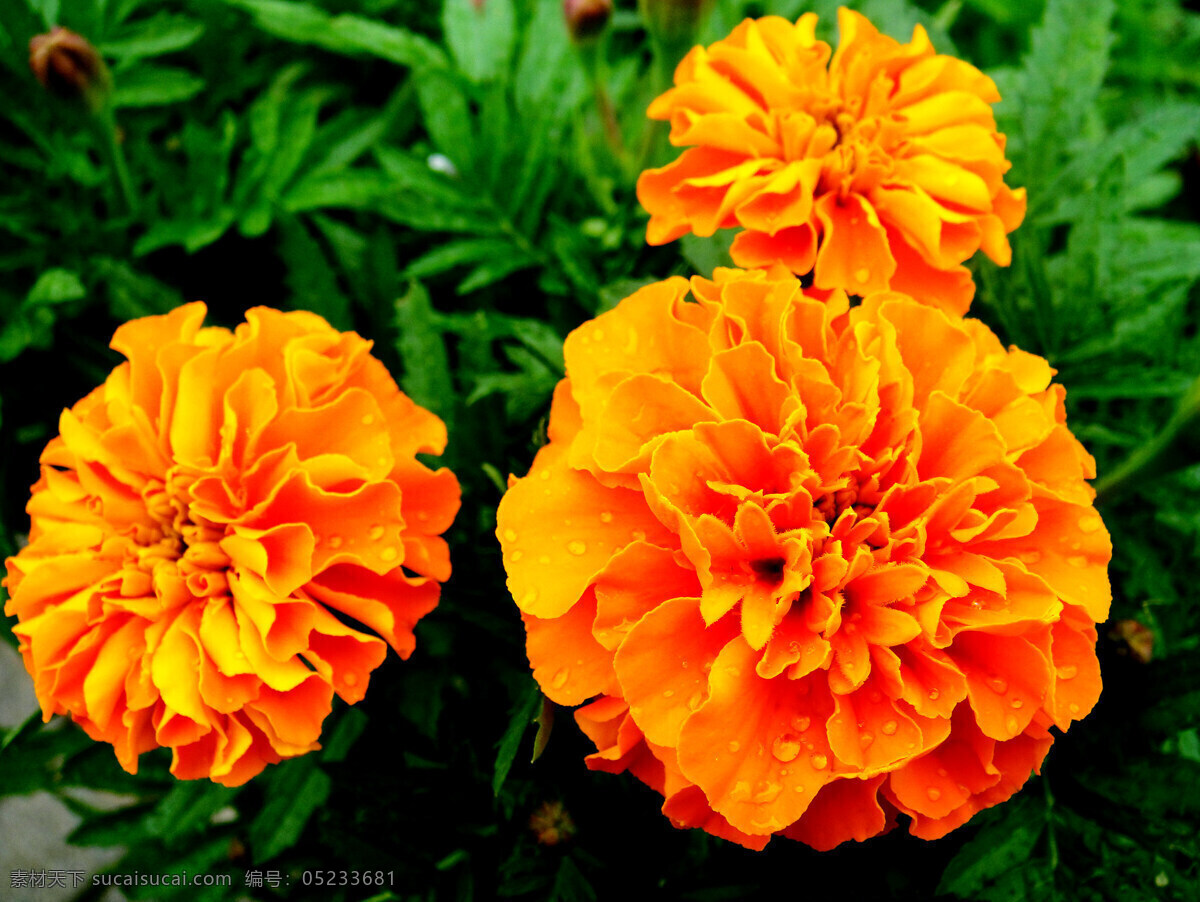 美丽 橙色 孔雀 草花 高清 孔雀花图片 孔雀花 花卉 花朵