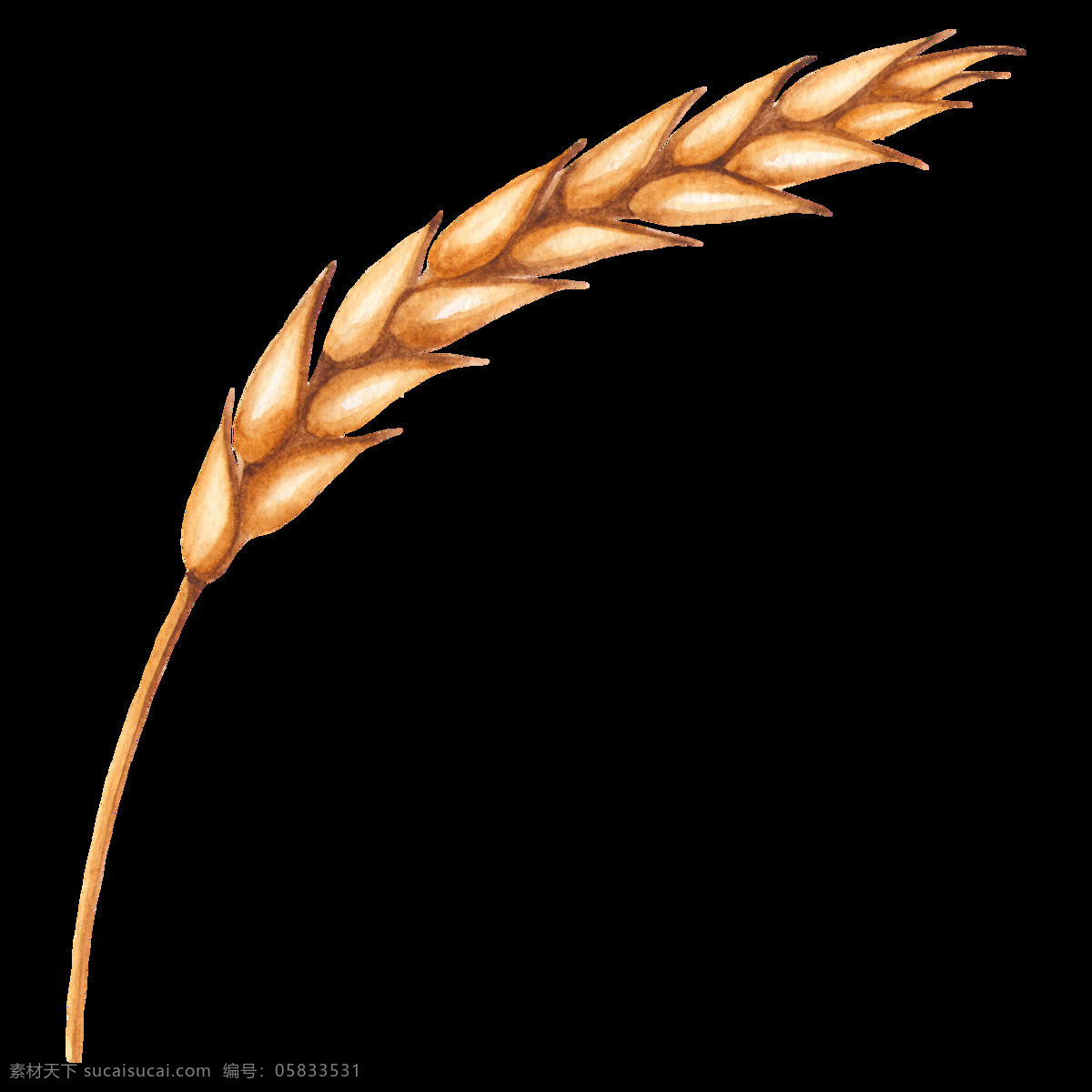 小麦 水彩画 蔬菜 手绘水彩小麦 小麦素材 小麦底纹 小麦装饰素材 水彩小麦装饰 小麦插画 底纹边框 其他素材