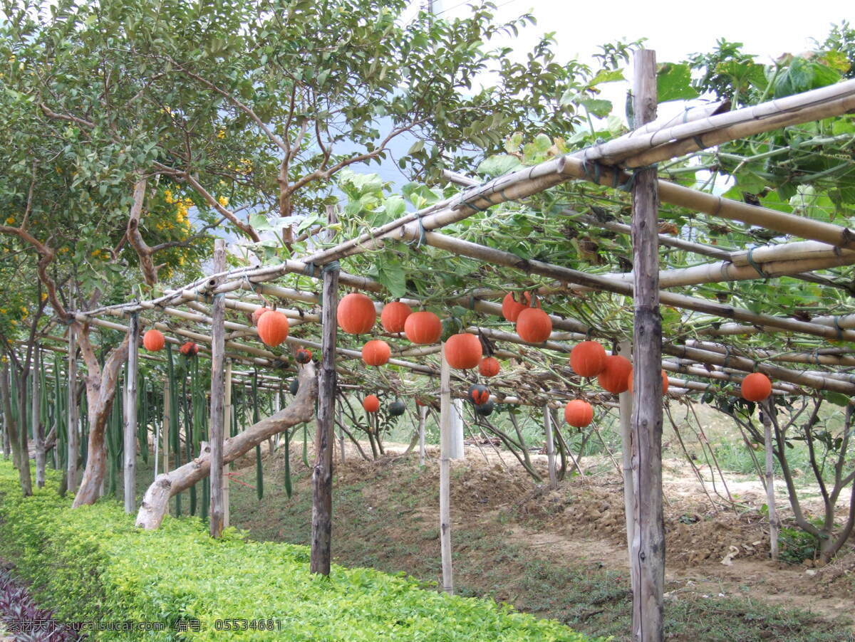 金南瓜棚 金南瓜 瓜棚 南瓜种植 南瓜 生物世界 蔬菜