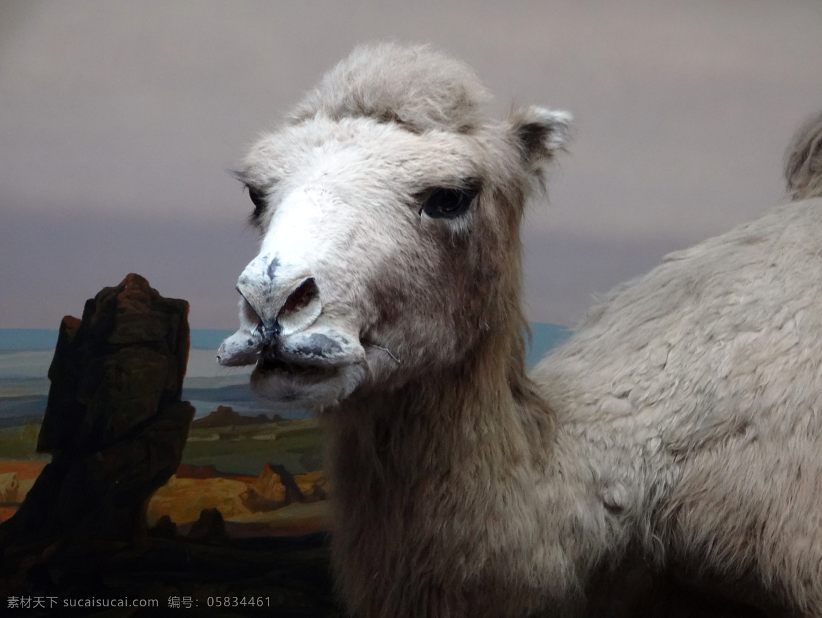 白 骆驼 动物 模型 沙漠 生物世界 特写 头 白骆驼 展览 自然博物馆 野生动物 装饰素材 展示设计