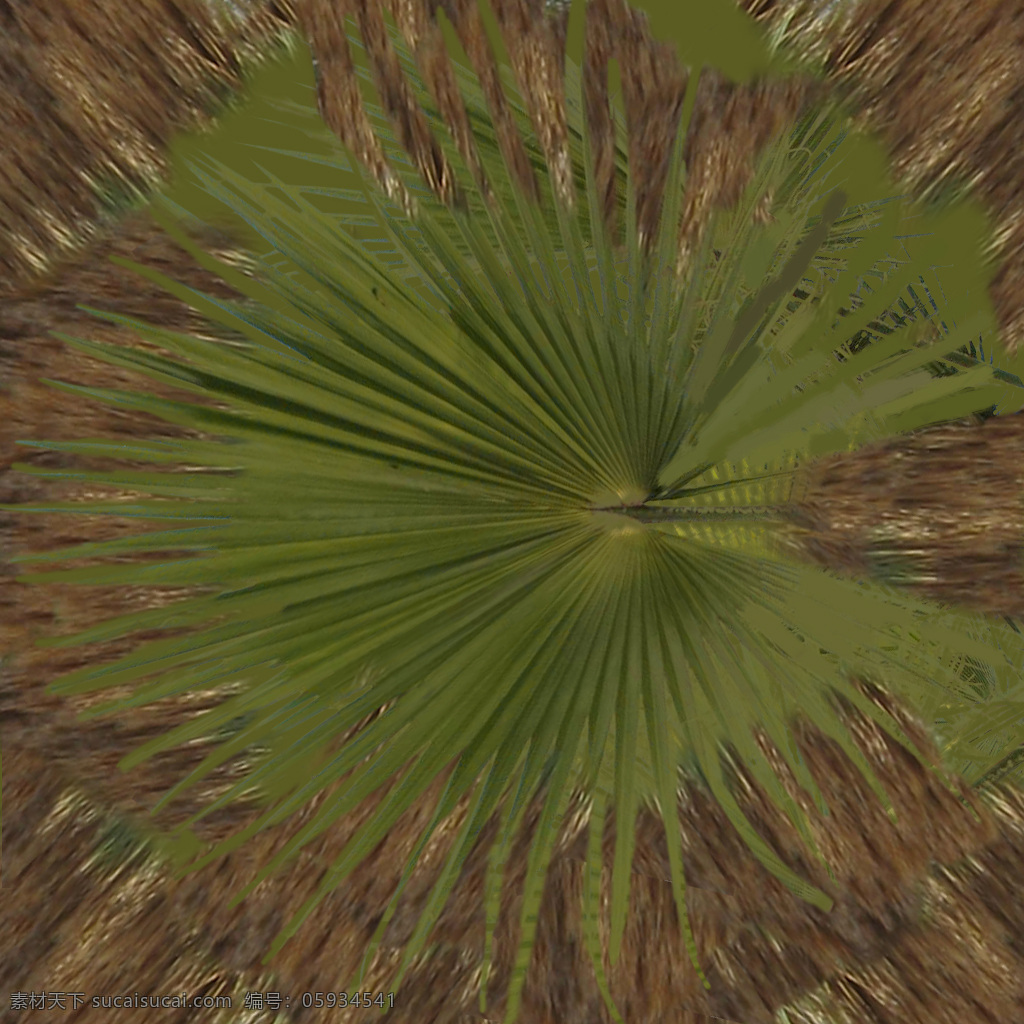 华盛顿棕榈 filifera washingtonia 植物模型 丝葵 老人葵 树木模型 3d模型素材 动植物模型