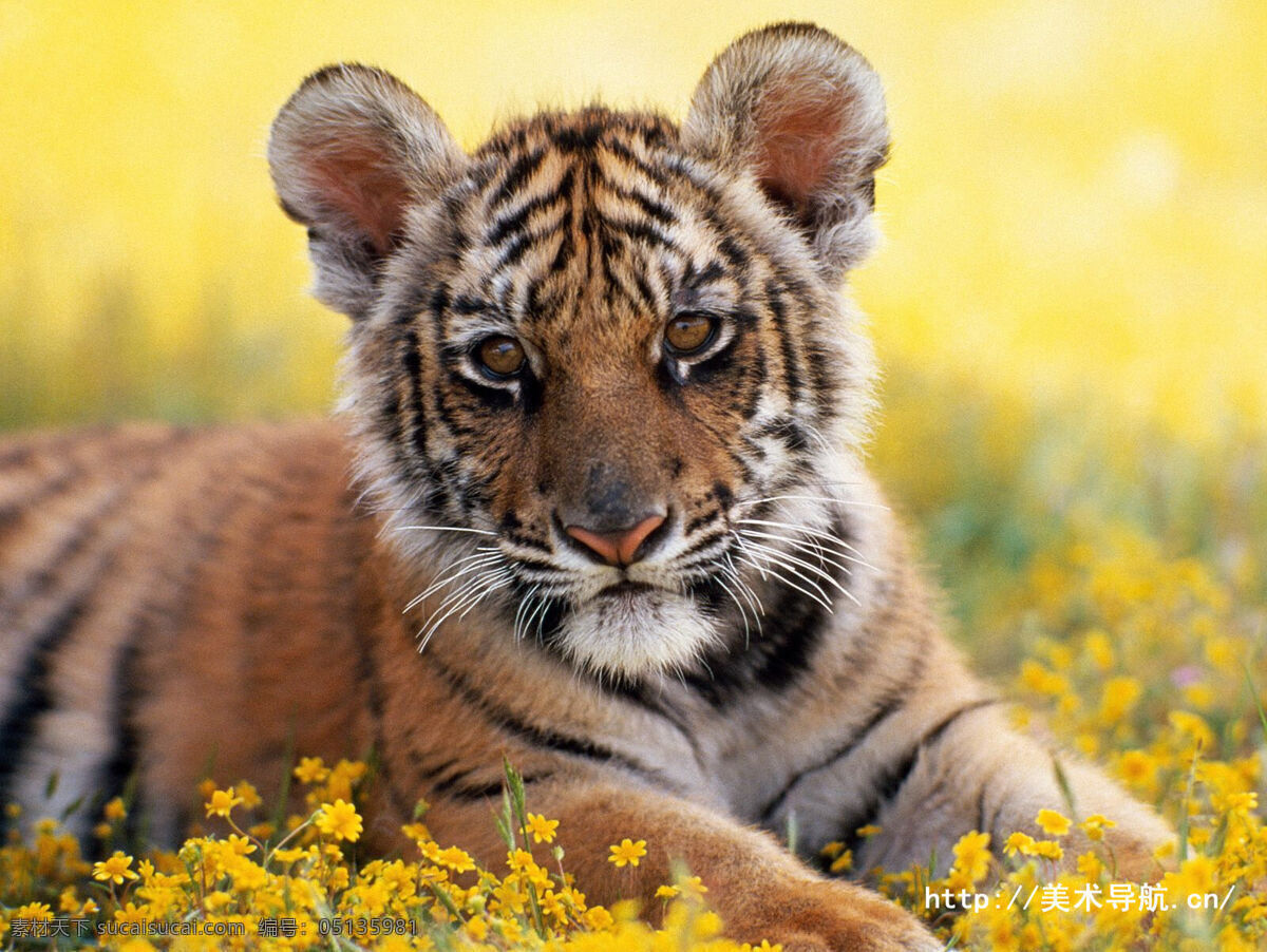 小老虎崽 一只 小老虎 可爱 黄色