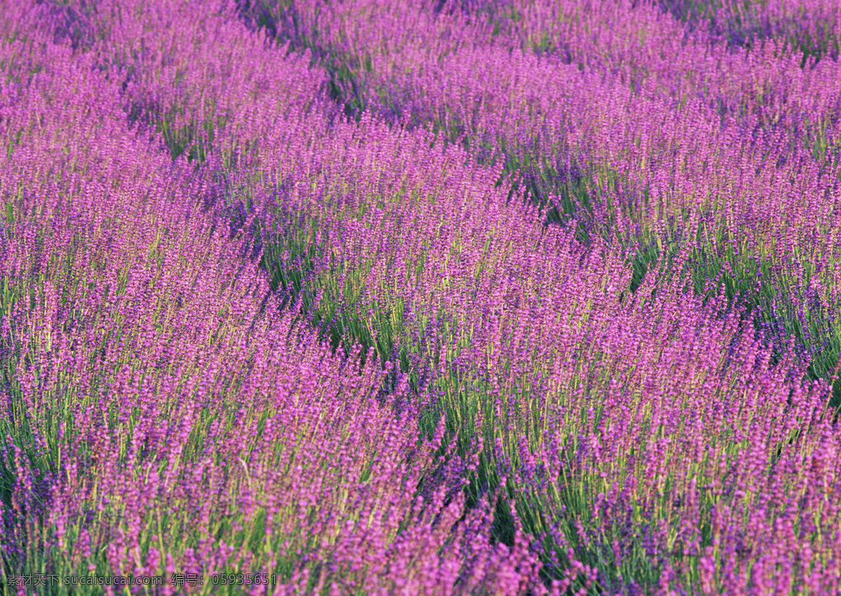 薰衣草花田