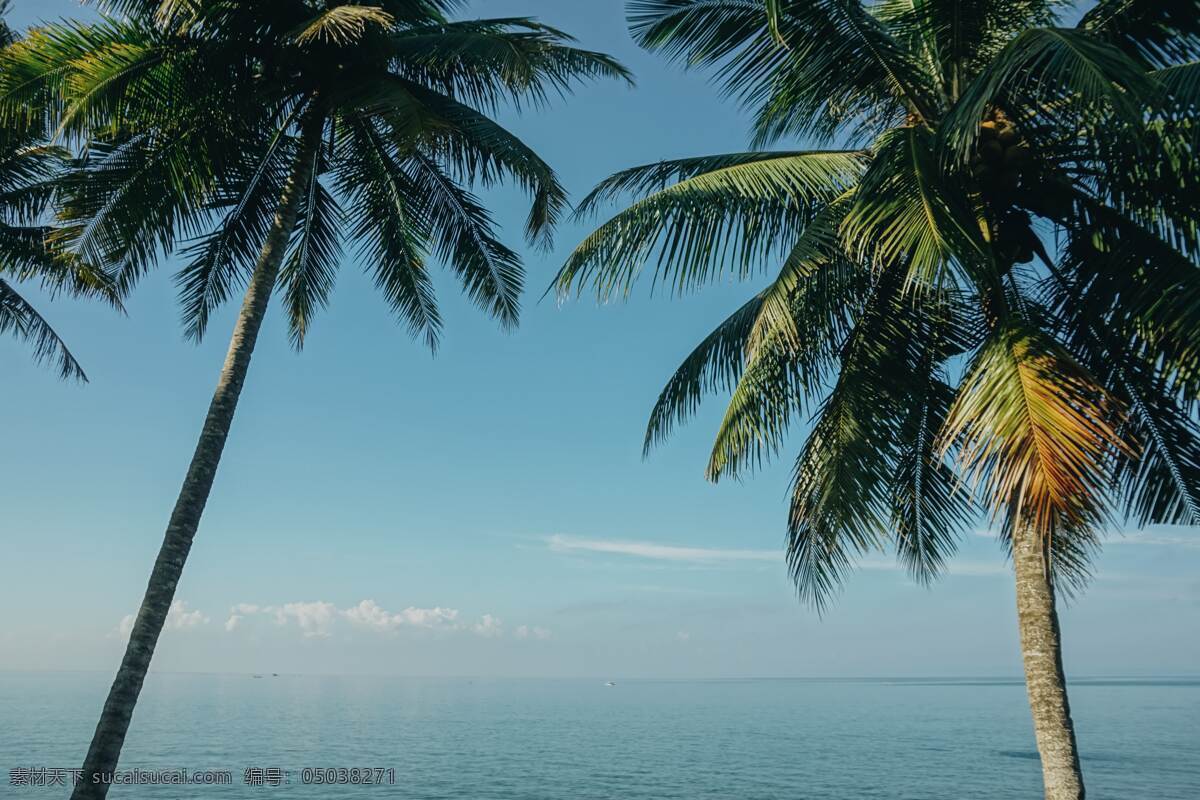 海边的椰子树 椰子树 椰树 大海 海景 度假海滩 海滩 椰树林 椰子林 生物世界 树木树叶