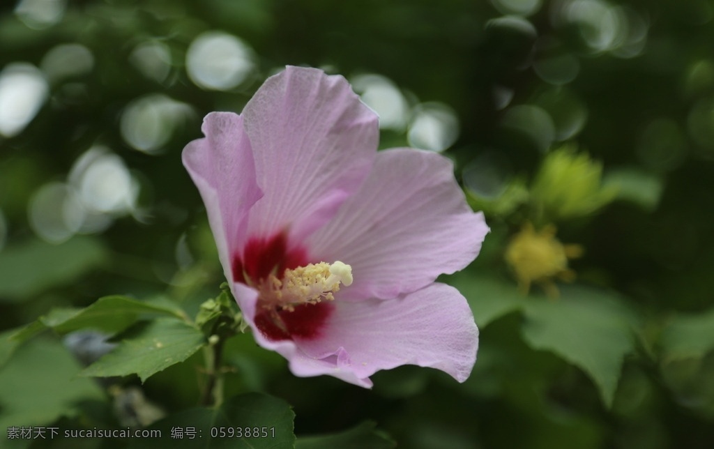 木槿 无穷花 花卉 花儿 花草 植物 园林绿化 绿化景观 装饰画 木槿木槿花 生物世界