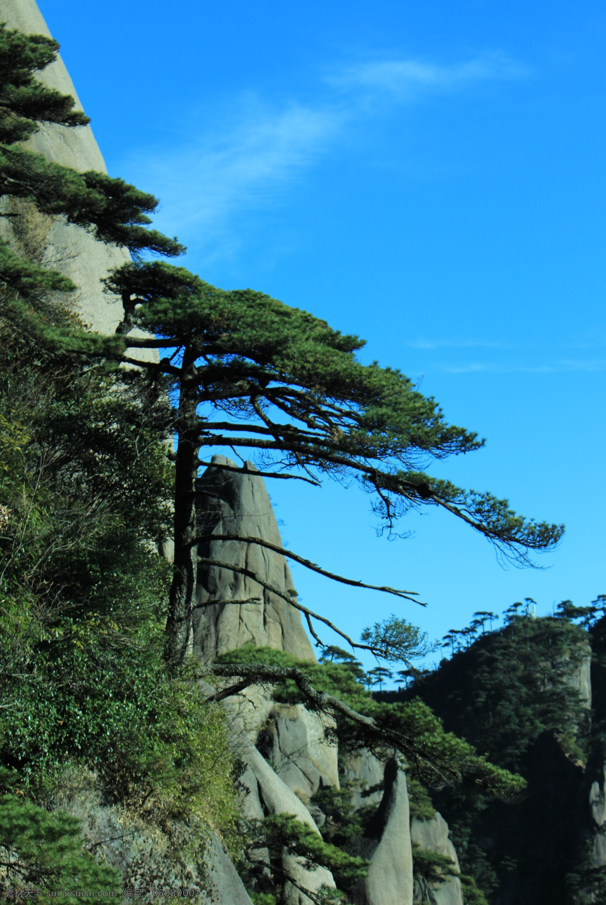 江西三清山 三清山风光 江西 风景名胜 上饶 三清山 远眺 三清山景观 清秀三清山 清山山峰 云海 松树 薄雾云雾 人间仙境 景区景点 青山绿树 树木 高山 白云 蓝天 绿草 自然遗产 自然风景 风景 自然景观