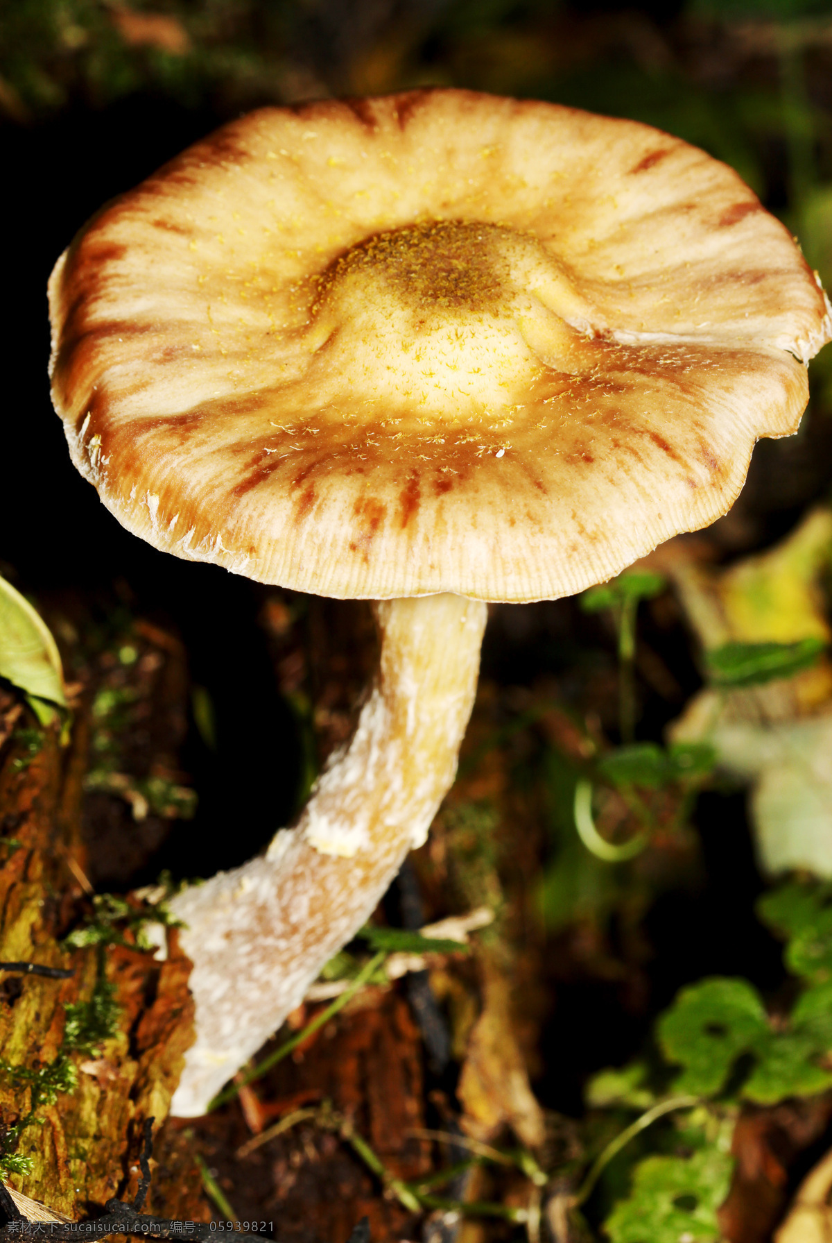 蘑菇菌类植物 蘑菇 菌类植物 菌类生物 蘑菇摄影 其他类别 生活百科 黑色