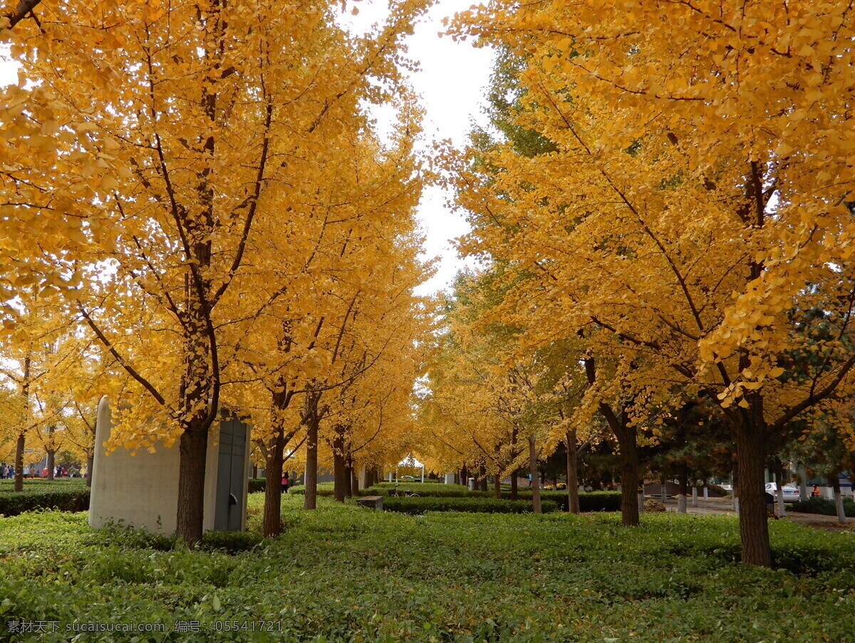 银杏林 银杏树 银杏叶 树林 树叶 黄叶 落叶 秋景 自然的风景 生物世界 树木树叶