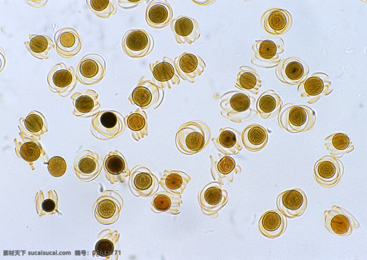 蛙卵细胞 细胞结晶图片 蛙 卵细胞 微观世界 细胞单元 结晶 灰色