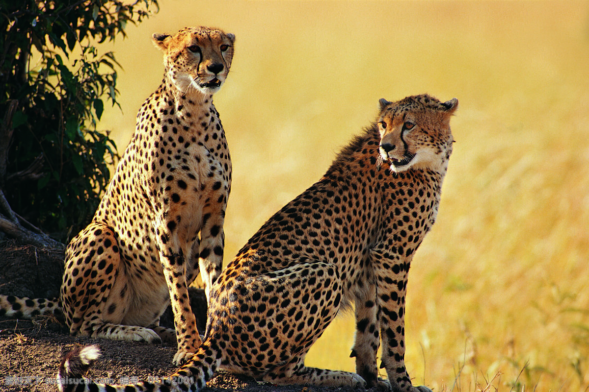 非洲 猎豹 高清 猎豹图片 非洲猎豹 坐着 野生动物